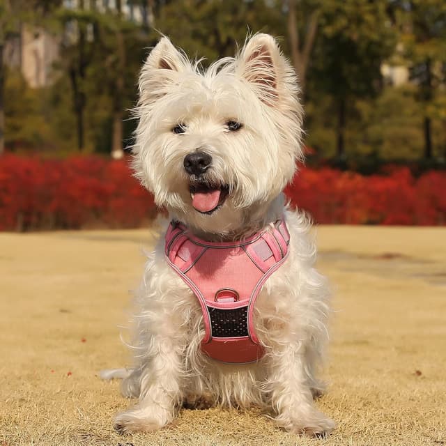 Thumbnail 6 de Belababy Dog Harness Small Dog (Pink S) – anti-pull dog harness with soft padded handle