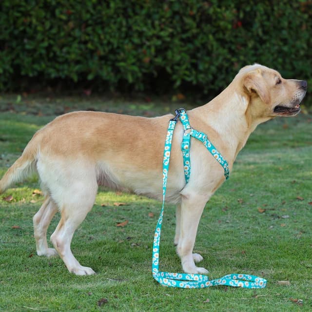 Thumbnail 6 de Olahibi floral harness and matching 150cm leash set for medium dogs (green daisy) — no-pull, easy wear
