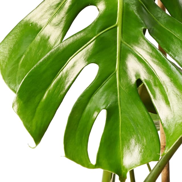 Thumbnail 6 de Monstera Deliciosa o Costilla de Adán | April Plants