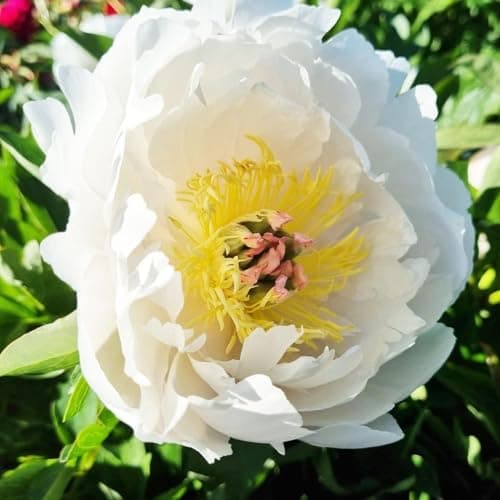 Thumbnail 1 de Pivoine Itoh White Passion à planter ⚙