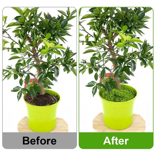 Thumbnail 5 de OFFCUP 50g Muschio stabilizzato decorativo