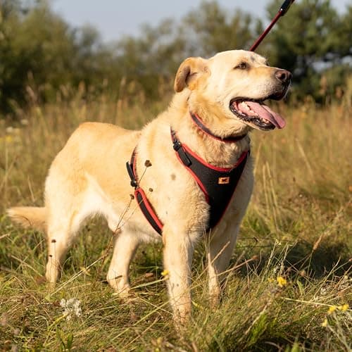 Thumbnail 1 de Ferplast Arnés ERGOCOMFORT Extra Large, acolchado 🐕