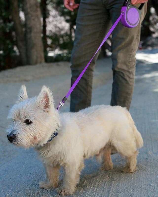 Thumbnail 6 de Taglory Retractable Dog Lead 5 m (Purple) – 360° No-Tangle Extendable Leash for Small & Medium Dogs up to 20 kg