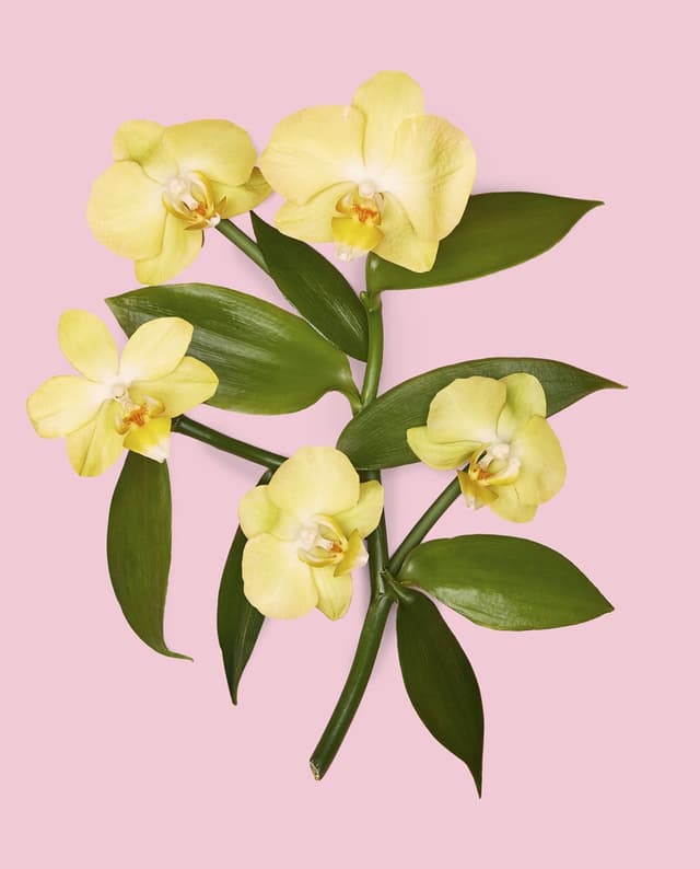 Thumbnail 5 de Gucci Flora Gorgeous Orchid perfume 50 ml