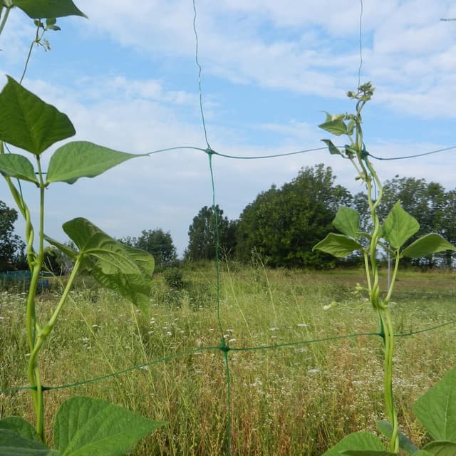 Thumbnail 2 de TENAX Flora 2,00x10 m Malla para trepadoras