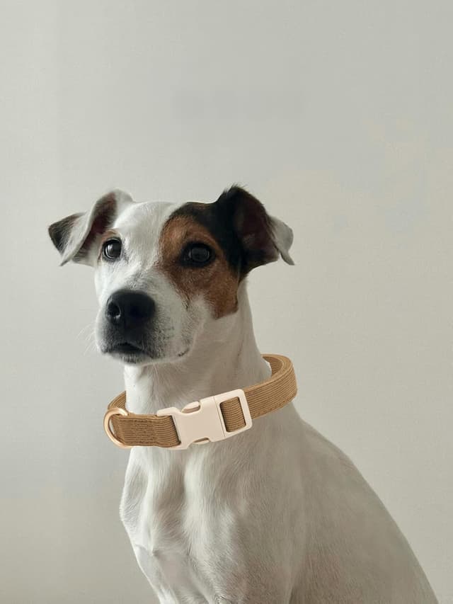 Detalle de YUDOTE soft corduroy dog collar with plastic clip (adjustable size L), brown