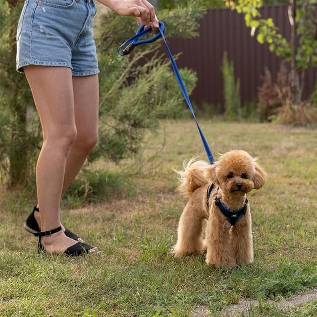 Detalle de Ferplast ERGOCOMFORT Arnés Perro Pequeño 🐶 Ajustable y Acolchado