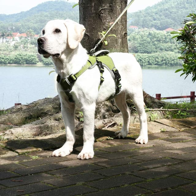 Thumbnail 6 de BELPRO Mehrzweck-Hundegeschirr (ausbruchsicher, kein Ziehen, reflektierend) – verstellbare Weste mit gepolstertem Griff, für große/aktive Hunde