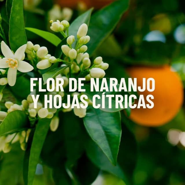 Thumbnail 4 de Botanical Origins Suavizante Ecológico 🧺 Aroma Naranjo y Cítricos