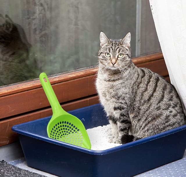 Thumbnail 6 de Katzenstreu Schaufel Set 4 Stück Grün