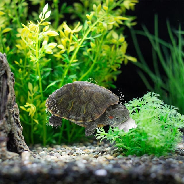 Detalle 2 de Nobleza Calcium pour tortues aquatiques – pack de base naturel (12 compléments)