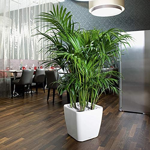 Thumbnail 3 de LECHUZA Quadro Premium LS 43 Blanca 43 cm