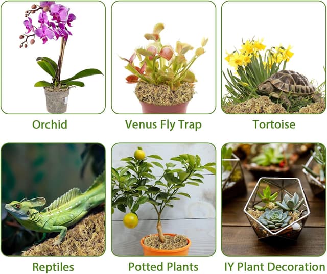 Thumbnail 4 de 200g Sphagnum Moos für Orchideen 200g