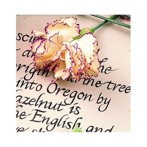 Thumbnail 1 de Staedtler 308 02-9 rotulador punta fina 0,3 mm — paquete 6 🎨