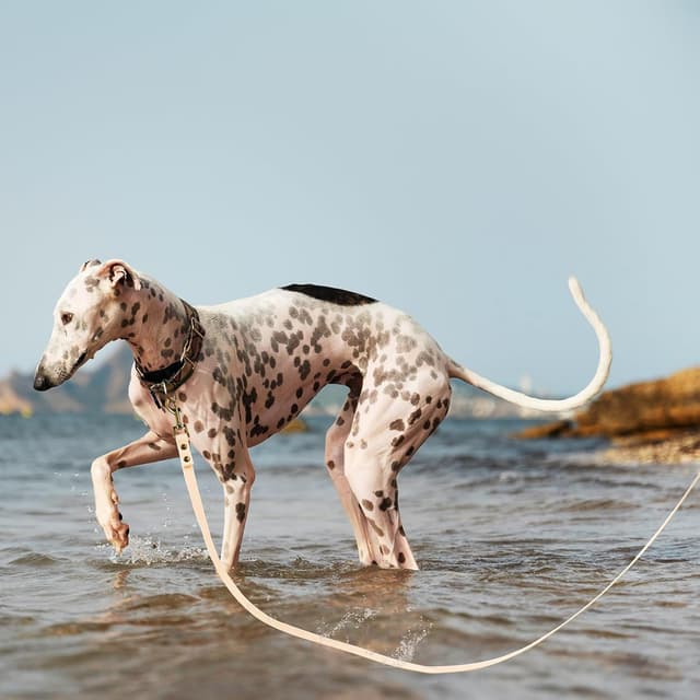 Detalle 2 de Wisedog Schleppleine für Hunde (Übungsleine), wasserabweisend, 3 m, beige