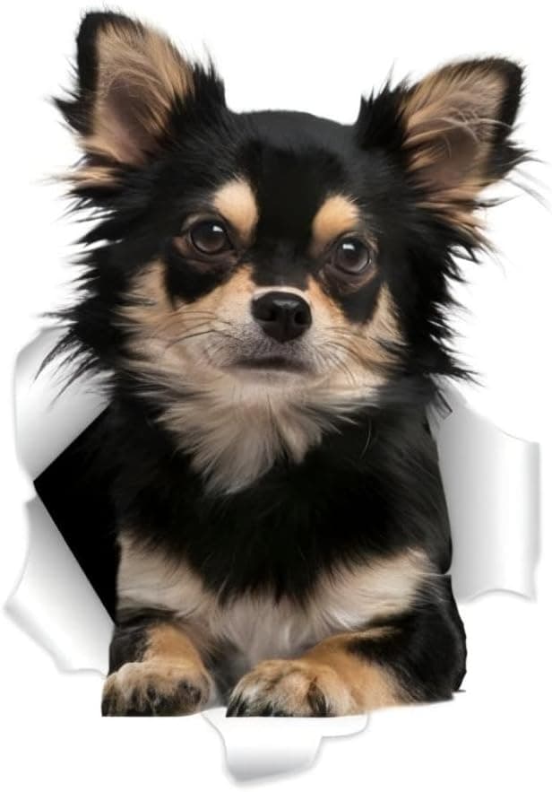 Detalle de Chihuahua Auto-Aufkleber 22 cm 3D Durchbruch-Effekt
