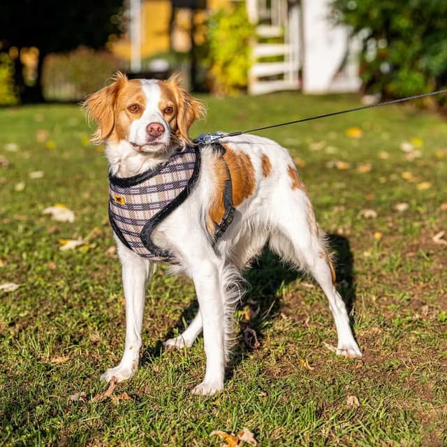 Detalle 2 de Ferplast Nikita Fur XL harnais respirant pour chien (taupe) – sangle réglable et bord rembourré