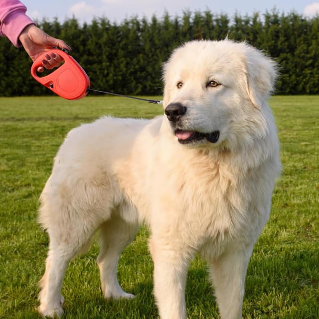 Detalle 2 de Ferplast Flippy One laisse enrouleur 5 m 🐕