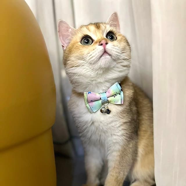 Thumbnail 1 de Petiry Starry Galaxy Cat Collar