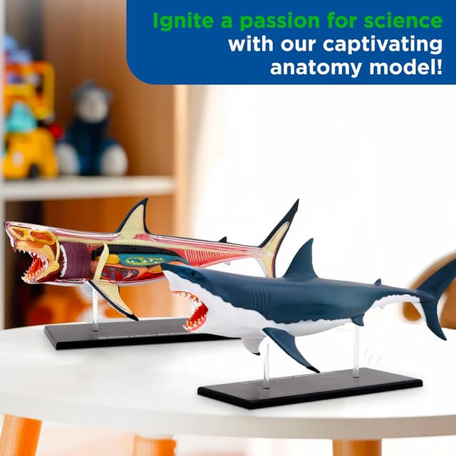 Thumbnail 4 de Thames and Kosmos Great White Shark Anatomy Model 20pc