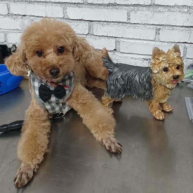 Thumbnail 4 de WANLIAN Yorkshire Terrier Statue 7.87"