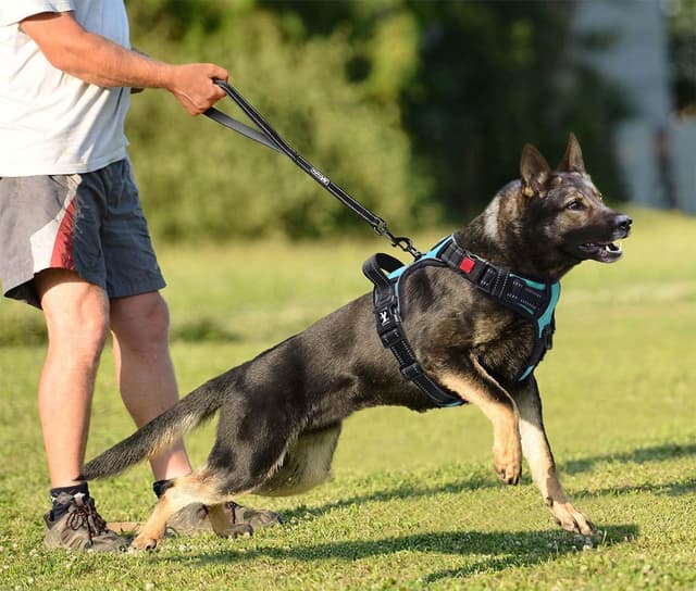 Thumbnail 3 de PoyPet Sin tirador Correa para perros XL