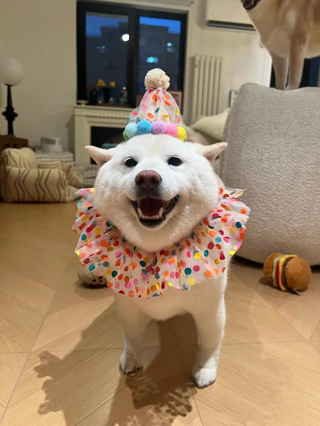 Thumbnail 6 de Cat Dog Princess Costumes lace party set: bandana scarf and party hat for puppy, cat and small dogs