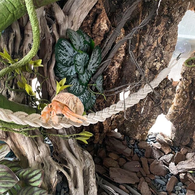 Detalle de DIYBravo 23.6-inch Hermit Crab Climbing Ladder 🐢