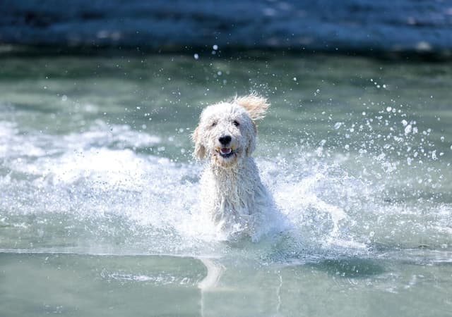 Detalle 1 de TRIXIE Aqua Ring 25 cm en TPR durable – jouet flottant pour chien à rapporter à la plage ou au lac