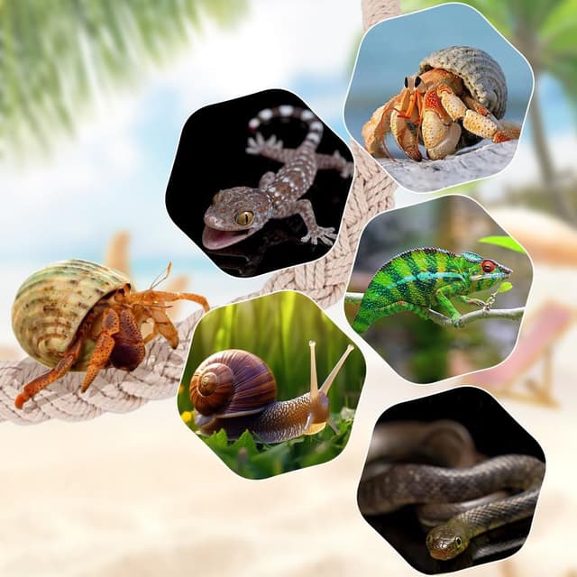 Detalle 2 de DIYBravo 23.6-inch Hermit Crab Climbing Ladder 🐢