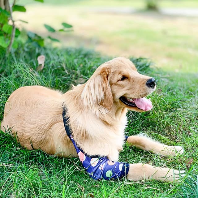 Detalle 2 de Blue Dream Island Dog Front Leg Braces Recovery Sleeve (Medium to Large, 2XL) — wound and incision protector