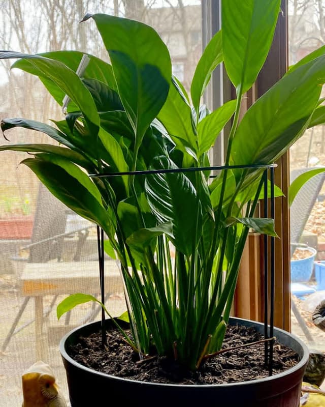 Detalle de VLYHGO 6PCS Half-Round Plant Supports (44x20cm) for Tomatoes, Roses & Flowers