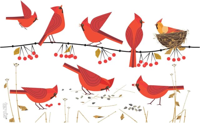 Detalle de Tervis insulated tumbler with lid, 16 oz clear Tritan wrap — Cardinals double-wall 1318911