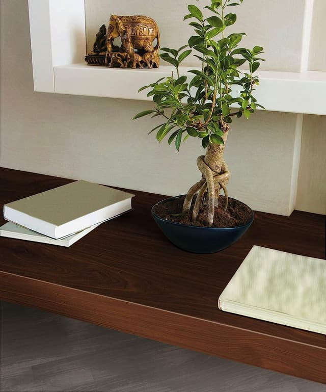 Detalle de d-c-fix film adhésif décoratif Bouleau de pommier Chocolat, 45 cm x 2 m