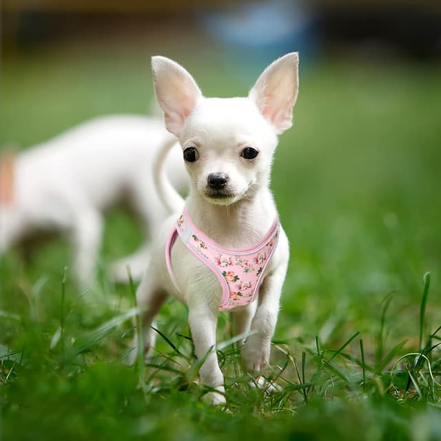 Detalle de HEELE step-in soft mesh dog harness (XS) in floral pink with reflective strips