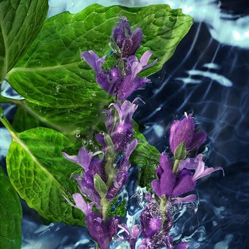 Detalle 1 de Davidoff Cool Water Hombre 🌊 Eau de Toilette 200ml