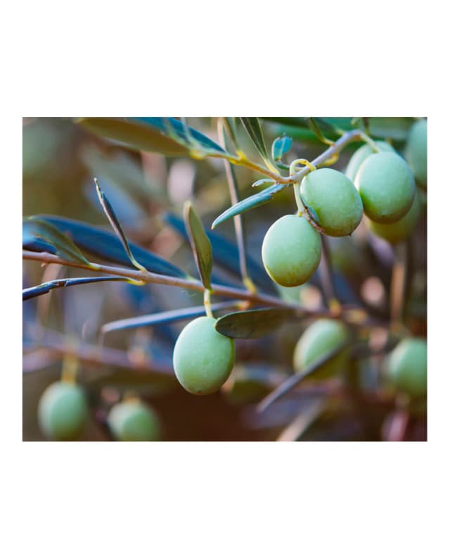 Thumbnail 5 de Kiehl's Midnight Recovery Concentrate 30 ml Sérum nocturno