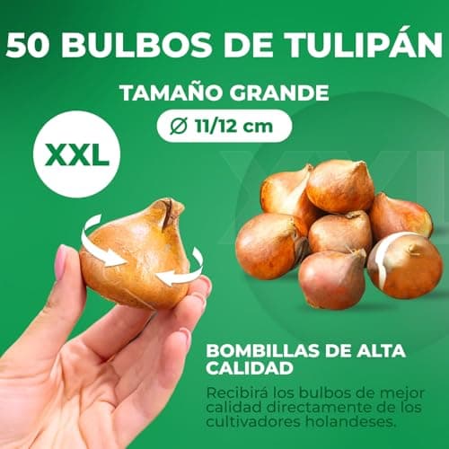 Thumbnail 4 de Tulipanes Riesen Darwin 25 bulbos