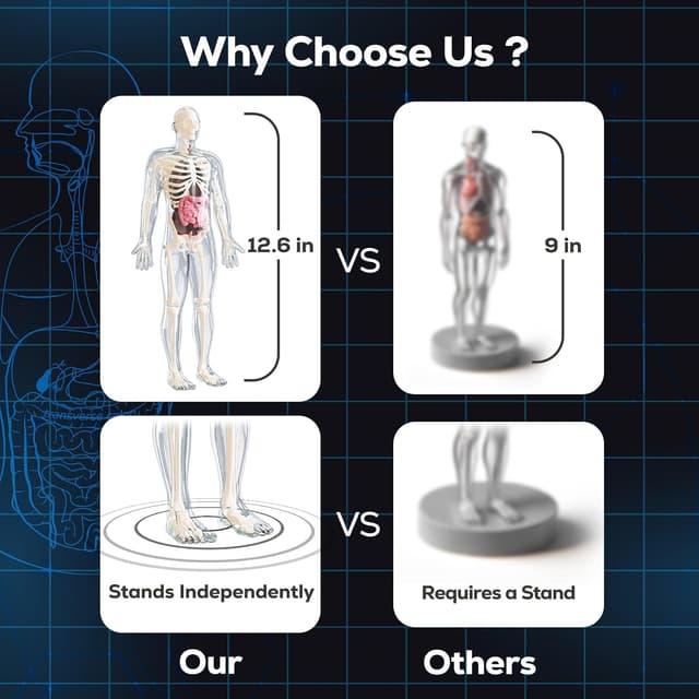 Detalle 2 de GobiDex Human Body Skeleton Model Kit (40-Piece) — Glow-in-the-Dark Anatomy STEM Figure