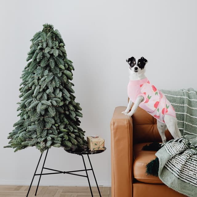 Detalle 2 de Kuoser Dog Surgery Recovery Suit (Peach Powder) – soft recovery onesie alternative to a cone