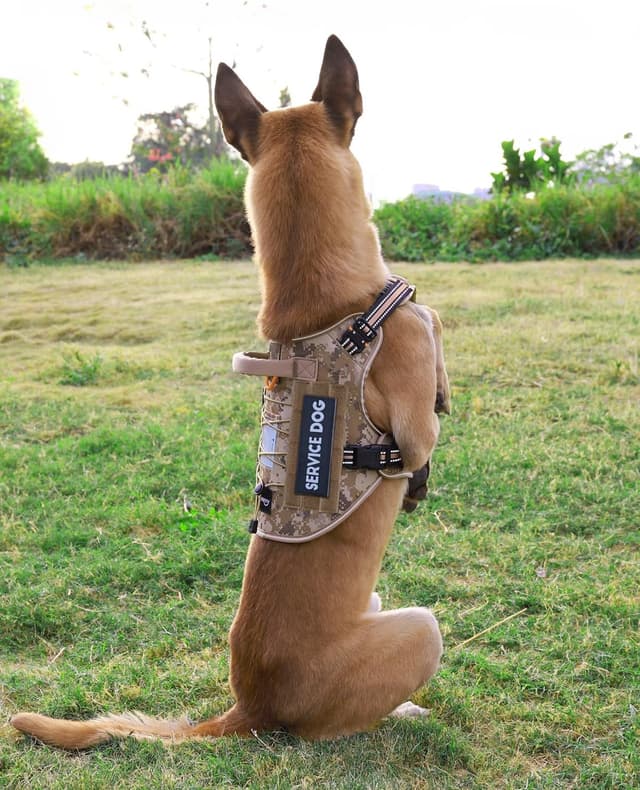 Thumbnail 6 de PETNANNY Tactical Dog Harness M 🐕