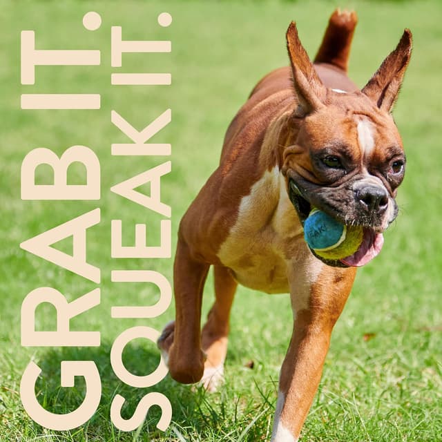 Detalle 2 de SPORTSPET Squeak Tennis Balls for Dogs (12-pack, 64mm) – extra bouncy, floats, non-toxic