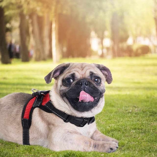 Thumbnail 6 de Dog harness no pull mesh vest XS red