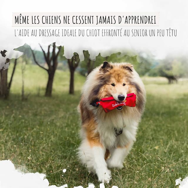 Thumbnail 2 de Rudelkönig Apportable Chien Robuste