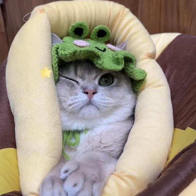 Thumbnail 6 de Ling & Bai Frog Hat for Pets