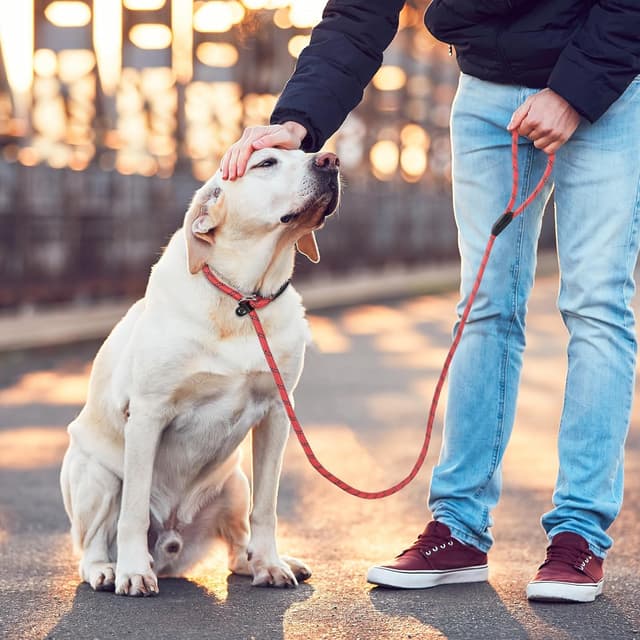 Thumbnail 6 de Loutep 1.5m rope dog slip lead with reflective stitching (no collar or harness needed)