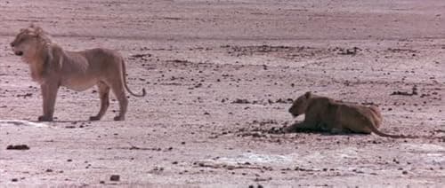 Detalle de Warner Bros. „Die lustige Welt der Tiere“ – ABIS-DVD