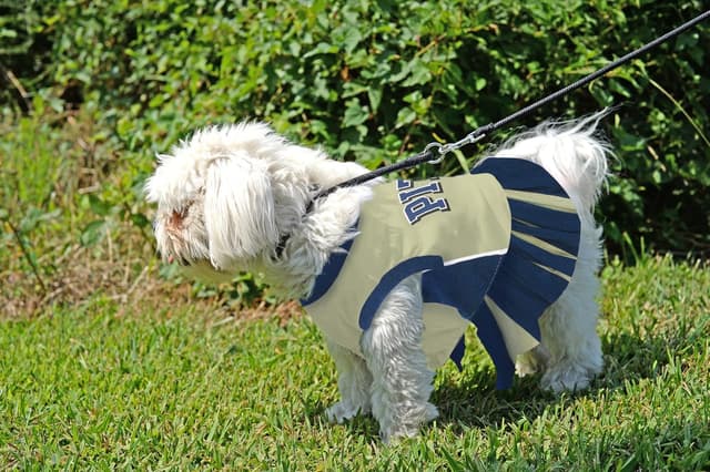 Detalle 2 de Pets First NCAA Pittsburgh Panthers Dog Cheerleader Outfit (X-Small)