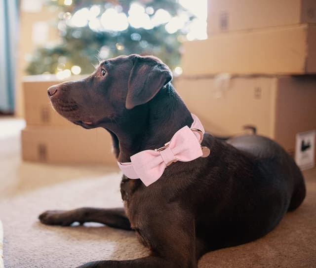 Detalle de DOGWONG Hundehalsband mit abnehmbarer Fliege (rosa) – verstellbar für kleine und mittelgroße Hunde