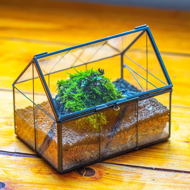 Detalle 2 de NCYP mini glass terrarium, 15.5 cm